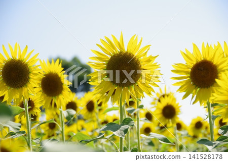 Towards the Sun Towards the Sun 141528178