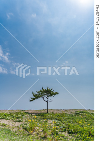 Scenery of Osuka Coast and Tanesashi Coast in early summer, Aomori Prefecture, Hachinohe City Scenery of Osuka Coast and Tanesashi Coast in early summer, Aomori Prefecture, Hachinohe City 141528443
