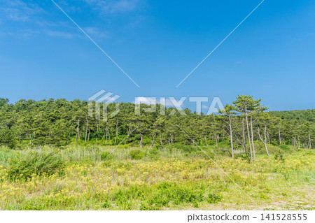 初夏時節,青森縣八戶市大須賀海岸和種佐海岸的景色 初夏時節,青森縣八戶市大須賀海岸和種佐海岸的景色 141528555