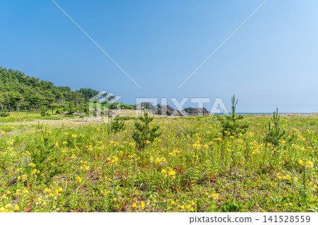 初夏時節,青森縣八戶市大須賀海岸和種佐海岸的景色 初夏時節,青森縣八戶市大須賀海岸和種佐海岸的景色 141528559
