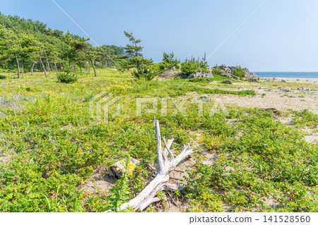 初夏時節,青森縣八戶市大須賀海岸和種佐海岸的景色 初夏時節,青森縣八戶市大須賀海岸和種佐海岸的景色 141528560