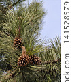 Rich brown Pinus coulteri pine cones nestle among long, silvery green needles, revealing nature rugged beauty and intricate textures compelling botanical study for design, education and editorial use 141528579