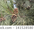 Rich brown Pinus coulteri pine cones nestle among long, silvery green needles, revealing nature rugged beauty and intricate textures compelling botanical study for design, education and editorial use 141528580