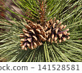 Rich brown Pinus coulteri pine cones nestle among long, silvery green needles, revealing nature rugged beauty and intricate textures compelling botanical study for design, education and editorial use 141528581