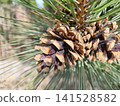Rich brown Pinus coulteri pine cones nestle among long, silvery green needles, revealing nature rugged beauty and intricate textures compelling botanical study for design, education and editorial use 141528582