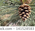 Rich brown Pinus coulteri pine cones nestle among long, silvery green needles, revealing nature rugged beauty and intricate textures compelling botanical study for design, education and editorial use 141528583