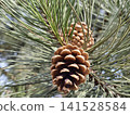 Rich brown Pinus coulteri pine cones nestle among long, silvery green needles, revealing nature rugged beauty and intricate textures compelling botanical study for design, education and editorial use 141528584