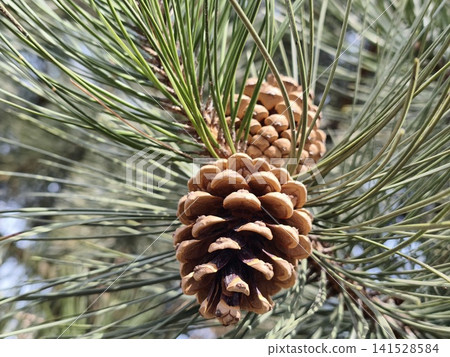 Rich brown Pinus coulteri pine cones nestle among long, silvery green needles, revealing nature rugged beauty and intricate textures compelling botanical study for design, education and editorial use Rich brown Pinus coulteri pine cones nestle among long, silvery green needles, revealing nature rugged beauty and intricate textures compelling botanical study for design, education and editorial use 141528584