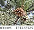 Rich brown Pinus coulteri pine cones nestle among long, silvery green needles, revealing nature rugged beauty and intricate textures compelling botanical study for design, education and editorial use 141528585