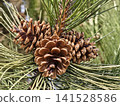 Rich brown Pinus coulteri pine cones nestle among long, silvery green needles, revealing nature rugged beauty and intricate textures compelling botanical study for design, education and editorial use 141528586