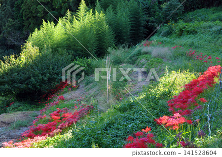 Spider lilies blooming in the terraced rice fields of Asuka Spider lilies blooming in the terraced rice fields of Asuka 141528604