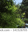 Sunlit Green Leaves in a Peaceful Forest 141528705