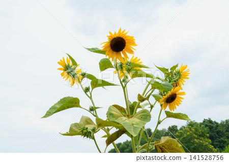 Speaking of summer flowers, yellow sunflower Speaking of summer flowers, yellow sunflower 141528756