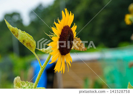 Bee to smoke sunflower nectar Bee to smoke sunflower nectar 141528758