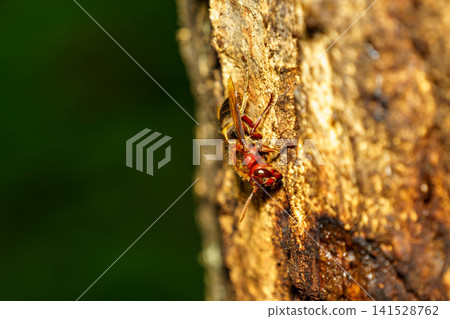 Brown hornets gathering around tree sap Brown hornets gathering around tree sap 141528762