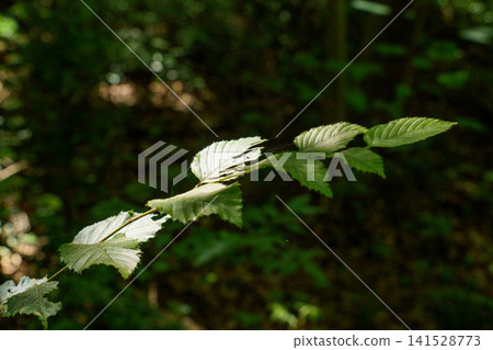 Ivy leaves illuminated by sunlight filtering through the trees Ivy leaves illuminated by sunlight filtering through the trees 141528773