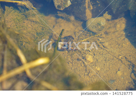 水黽在水下屏住呼吸 水黽在水下屏住呼吸 141528775