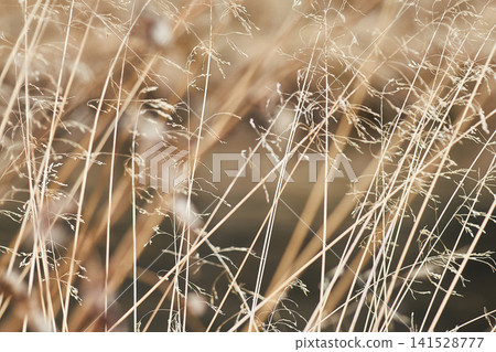 Dry grass stalks in a field during autumn. Close up view of golden meadow plants. Nature background with thin stems for seasonal design, botanical texture and rural landscape concept. Dry grass stalks in a field during autumn. Close up view of golden meadow plants. Nature background with thin stems for seasonal design, botanical texture and rural landscape concept. 141528777