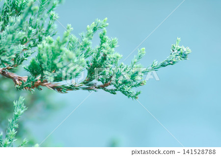 juniper plant, Juniperus species or Creeping Juniper or Juniperus procumbens or Cupressaceae juniper plant, Juniperus species or Creeping Juniper or Juniperus procumbens or Cupressaceae 141528788