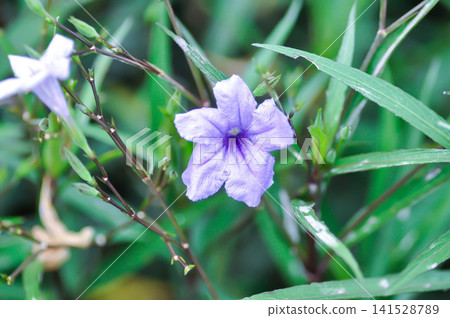 minnieroot ,Ruellia tuberosa L or popping pod or purple flower minnieroot ,Ruellia tuberosa L or popping pod or purple flower 141528789