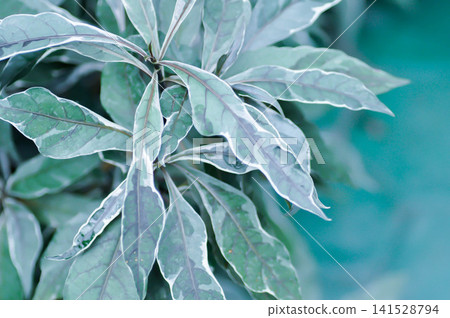 ACANTHACEAE or Daun Rusa or Gendarussa vulgaris, Justicia fragilis Wall cv Variegata or Justicia fragilis Wall var variegata or Justicia gendarussa Variegata or variegated gandarusa or water willow or ACANTHACEAE or Daun Rusa or Gendarussa vulgaris, Justicia fragilis Wall cv Variegata or Justicia fragilis Wall var variegata or Justicia gendarussa Variegata or variegated gandarusa or water willow or 141528794