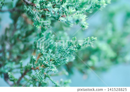 juniper plant, Juniperus species or Creeping Juniper or Juniperus procumbens or Cupressaceae juniper plant, Juniperus species or Creeping Juniper or Juniperus procumbens or Cupressaceae 141528825