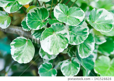 variegated Balfour Aralia ,Polyscias scutellaria or Polyscias balfouriana Variegata or Variegated Shield Aralia or Dinner Plate Aralia Variegated or Balfours Aralia or Ming Aralia Variegated variegated Balfour Aralia ,Polyscias scutellaria or Polyscias balfouriana Variegata or Variegated Shield Aralia or Dinner Plate Aralia Variegated or Balfours Aralia or Ming Aralia Variegated 141528828