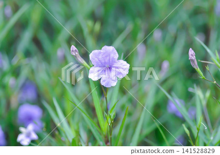 minnieroot ,Ruellia tuberosa L or popping pod or purple flower 141528829