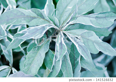 ACANTHACEAE or Daun Rusa or Gendarussa vulgaris, Justicia fragilis Wall cv Variegata or Justicia fragilis Wall var variegata or Justicia gendarussa Variegata or variegated gandarusa or water willow or ACANTHACEAE or Daun Rusa or Gendarussa vulgaris, Justicia fragilis Wall cv Variegata or Justicia fragilis Wall var variegata or Justicia gendarussa Variegata or variegated gandarusa or water willow or 141528832