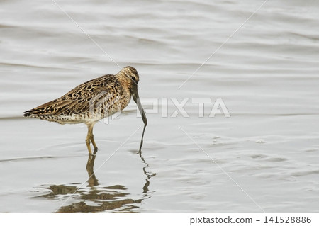 Short-billed Dowitcher, Limnodromus griseus, feeding in wetlands Short-billed Dowitcher, Limnodromus griseus, feeding in wetlands 141528886