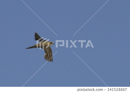 Scene of a Pallid Swift, Apus pallidus, in flight Scene of a Pallid Swift, Apus pallidus, in flight 141528887
