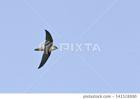 View of an Chimney Swift, Chaetura pelagica, in flight View of an Chimney Swift, Chaetura pelagica, in flight 141528890