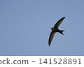 View of a Common Swift, Apus apus, in flight View of a Common Swift, Apus apus, in flight 141528891