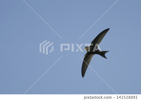 View of a Common Swift, Apus apus, in flight View of a Common Swift, Apus apus, in flight 141528891