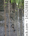 Vertical of Great Dusky Swift, Cypseloides senex, roosting on cliff face Vertical of Great Dusky Swift, Cypseloides senex, roosting on cliff face 141528892