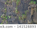 View of Great Dusky Swift, Cypseloides senex, roosting on cliff face View of Great Dusky Swift, Cypseloides senex, roosting on cliff face 141528893