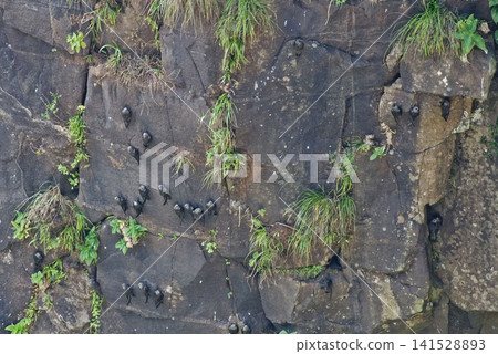 View of Great Dusky Swift, Cypseloides senex, roosting on cliff face View of Great Dusky Swift, Cypseloides senex, roosting on cliff face 141528893