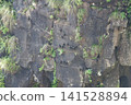 Great Dusky Swift, Cypseloides senex, roosting on cliff face Great Dusky Swift, Cypseloides senex, roosting on cliff face 141528894