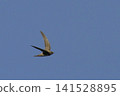 View of a Pallid Swift, Apus pallidus, in flight View of a Pallid Swift, Apus pallidus, in flight 141528895