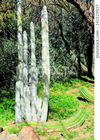 Silver Toarch Cactus - Bolivia Silver Toarch Cactus - Bolivia 141528937