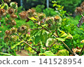 Burdock fruit (summer, July) 141528954