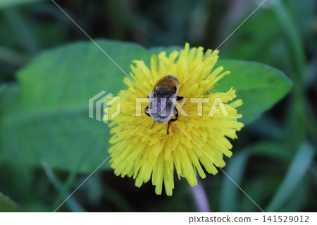 A hoverfly, covered in brown and white hairs, perches on a yellow dandelion flower blooming by the roadside in spring. 141529012