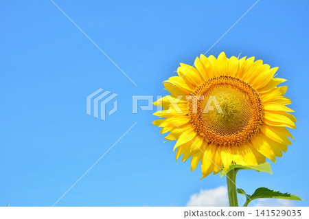 Sunflower flower blooming in the blue sky Sunflower flower blooming in the blue sky 141529035