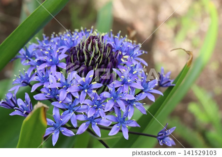 日本巨型星狀花(Scilloides)碩大的藍紫色星形花朵在春天的花園裡盛開。 日本巨型星狀花(Scilloides)碩大的藍紫色星形花朵在春天的花園裡盛開。 141529103