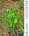 Japanese yew growing by the side of the field (summer, July) 141529108