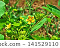 The flowers and fruits of the Japanese hibiscus (summer, July) 141529110