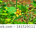 The flowers and fruits of the Japanese hibiscus (summer, July) 141529111