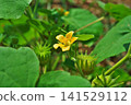 The flowers and fruits of the Japanese hibiscus (summer, July) 141529112