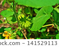 Ichibi fruit (summer, July) 141529113