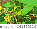 The flowers and fruits of the Japanese hibiscus (summer, July) 141529114